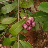 Syzygium caryophyllatum (L.) Alston
